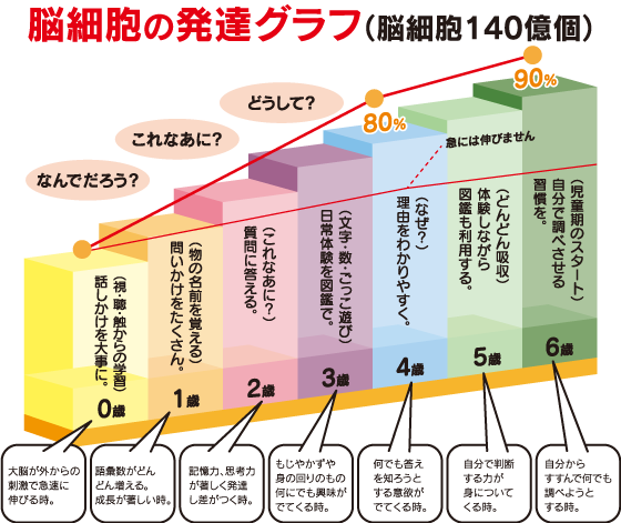 脳細胞の発達グラフ（脳細胞140億個）